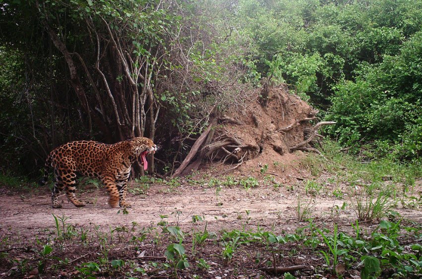 San Miguelito Jaguar Conservation, Santa Cruz Department, Bolivia